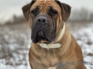 Dodatkowe zdjęcia: Mastif południowoafrykański Boerboel szczenięta