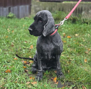 Zdjęcie №4. Sprzedam cocker spaniel angielski w Rzeka Moskwa. prywatne ogłoszenie - cena - Bezpłatny