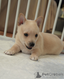 Zdjęcie №3. Portugalskie szczenięta Podengo. Federacja Rosyjska