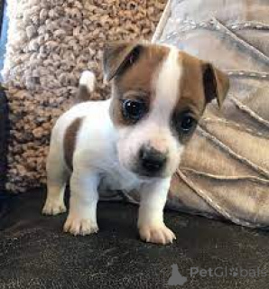 Zdjęcie №3. Jack Russell Terrier Welpen zu verkaufen. Austria