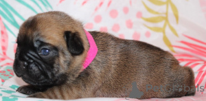 Zdjęcie №2 do zapowiedźy № 162186 na sprzedaż  buldog francuski - wkupić się Finlandia prywatne ogłoszenie