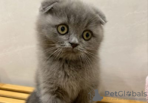 Zdjęcie №1. scottish fold - na sprzedaż w Остенде | Bezpłatny | Zapowiedź № 128207