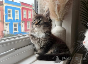 Zdjęcie №1. maine coon - na sprzedaż w Legonovo | 1674zł | Zapowiedź № 178685