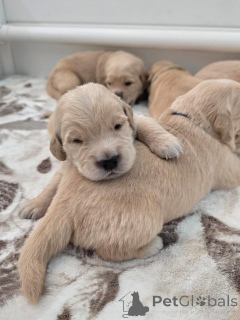 Zdjęcie №2 do zapowiedźy № 177760 na sprzedaż  golden retriever - wkupić się Holandia prywatne ogłoszenie