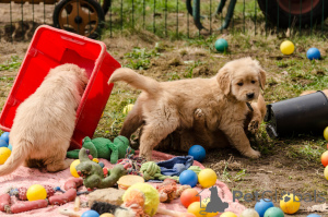 Zdjęcie №4. Sprzedam golden retriever w Frederickshavn. prywatne ogłoszenie, hodowca - cena - 4784zł