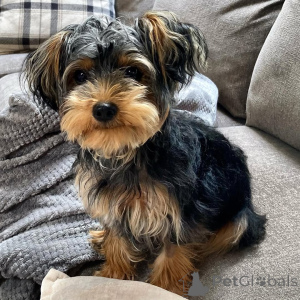 Zdjęcie №2 do zapowiedźy № 136290 na sprzedaż  yorkshire terrier - wkupić się Wielka Brytania prywatne ogłoszenie