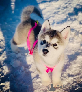 Zdjęcie №1. alaskan malamute - na sprzedaż w Dekani | negocjowane | Zapowiedź №172901