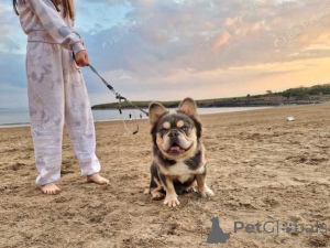 Zdjęcie №2 do zapowiedźy № 160025 na sprzedaż  buldog francuski - wkupić się Rumunia prywatne ogłoszenie