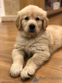 Zdjęcie №3. Piękne szczenięta rasy golden retriever szukają swoich domów na zawsze. Austria