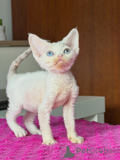 Zdjęcie №1. devon rex - na sprzedaż w GliWice | negocjowane | Zapowiedź № 178109