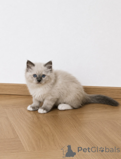 Zdjęcie №2 do zapowiedźy № 171862 na sprzedaż  ragdoll - wkupić się Belgia 