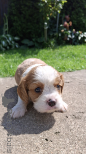 Zdjęcie №3. Purebred szczenięta Cavalier King Charles Spaniel. Litwa