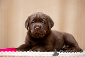 Zdjęcie №1. labrador retriever - na sprzedaż w Lubiercy | 5157zł | Zapowiedź №137775