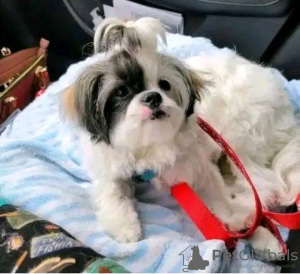 Zdjęcie №1. yorkshire terrier - na sprzedaż w Paryż | negocjowane | Zapowiedź №126837