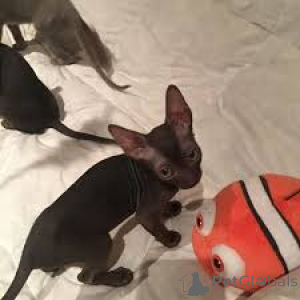 Zdjęcie №2 do zapowiedźy № 166947 na sprzedaż  kot cornish rex - wkupić się Finlandia prywatne ogłoszenie, hodowca