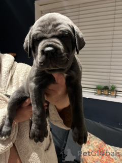 Zdjęcie №1. cane corso - na sprzedaż w Contern | negocjowane | Zapowiedź №169256