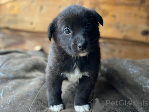 Zdjęcie №1. pies nierasowy - na sprzedaż w Rzeka Moskwa | Bezpłatny | Zapowiedź №159247