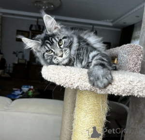 Zdjęcie №1. maine coon - na sprzedaż w Baden-Baden | 4736zł | Zapowiedź № 163721