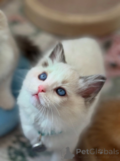 Zdjęcie №2 do zapowiedźy № 170647 na sprzedaż  ragdoll - wkupić się Holandia hodowca