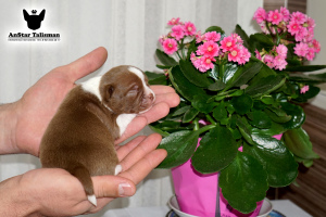 Zdjęcie №1. chihuahua (rasa psów) - na sprzedaż w Москва | negocjowane | Zapowiedź №6417