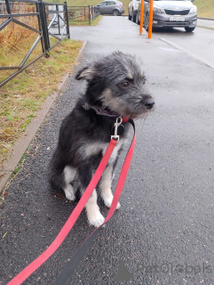 Zdjęcie №2 do zapowiedźy № 157819 na sprzedaż  pies nierasowy - wkupić się Federacja Rosyjska prywatne ogłoszenie