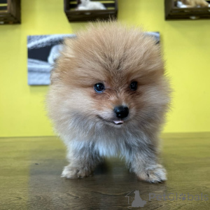 Zdjęcie №3. Prachtige Pomeranian's zoeken een Liefdevol nieuw thuis. Holandia