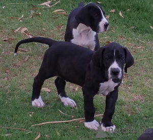 Zdjęcie №1. dog niemiecki - na sprzedaż w Praga | negocjowane | Zapowiedź №167452