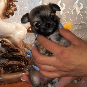 Zdjęcie №1. chihuahua (rasa psów) - na sprzedaż w Ковров | 1503zł | Zapowiedź №8703
