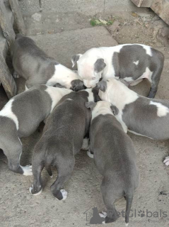 Dodatkowe zdjęcia: Niebieskie szczenięta American Staffordshire Terrier