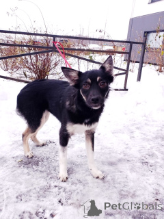 Zdjęcie №2 do zapowiedźy № 159495 na sprzedaż  pies nierasowy - wkupić się Federacja Rosyjska prywatne ogłoszenie