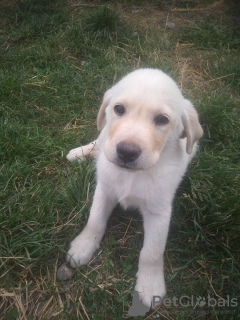Zdjęcie №2 do zapowiedźy № 11941 na sprzedaż  labrador retriever - wkupić się Ukraina prywatne ogłoszenie
