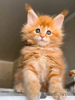 Zdjęcie №1.  - na sprzedaż w Georgia Township | negocjowane | Zapowiedź № 149566