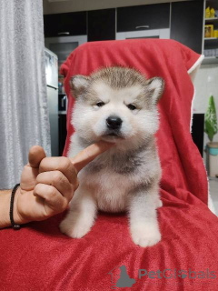 Zdjęcie №2 do zapowiedźy № 159165 na sprzedaż  alaskan malamute - wkupić się Serbia 