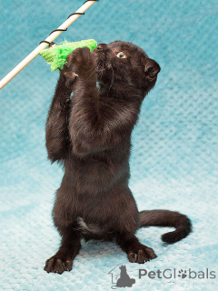 Zdjęcie №4. Sprzedam  w Moskova. prywatne ogłoszenie - cena - Bezpłatny