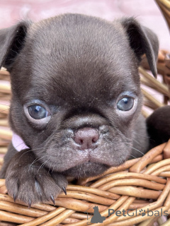 Zdjęcie №2 do zapowiedźy № 167436 na sprzedaż  otterhound - wkupić się Serbia 