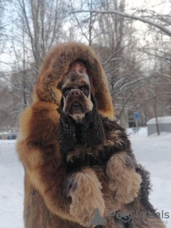 Zdjęcie №1. cocker spaniel amerykański - na sprzedaż w Samara | 4503zł | Zapowiedź №9154