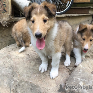 Zdjęcie №1. bearded collie - na sprzedaż w Berlin | 1435zł | Zapowiedź №174583