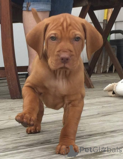 Zdjęcie №3. Vizsla-Welpen. Niemcy