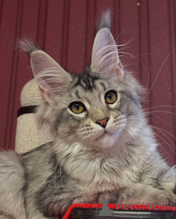 Zdjęcie №3. Maine coony. Wielka Brytania