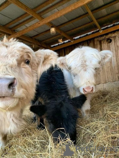 Zdjęcie №3. Mini-Hochlandrinder Zu Verkaufen. Niemcy