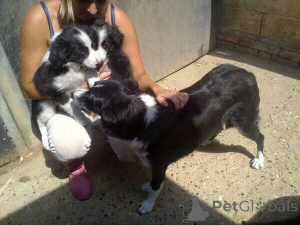 Zdjęcie №1. border collie - na sprzedaż w Gävle | negocjowane | Zapowiedź №169782