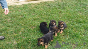 Zdjęcie №2 do zapowiedźy № 164903 na sprzedaż  owczarek niemiecki - wkupić się Belgia prywatne ogłoszenie, hodowca