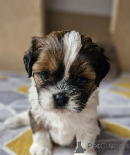 Zdjęcie №3. Wspaniałe szczenięta Shih tzu gotowe do pracy. USA