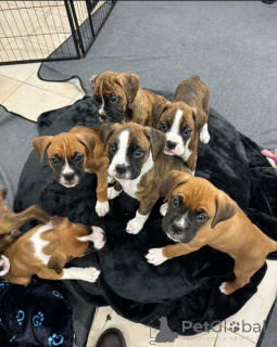 Zdjęcie №1.  - na sprzedaż w Guelph | 3707zł | Zapowiedź №161049