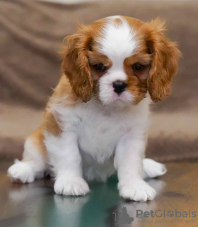 Zdjęcie №1. cavalier king charles spaniel - na sprzedaż w Berlin | 4186zł | Zapowiedź №95860