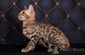Zdjęcie №4. Sprzedam kot bengalski w Petersburg.  - cena - 4471zł