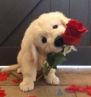 Zdjęcie №1. golden retriever - na sprzedaż w Berlin | 2774zł | Zapowiedź №143526