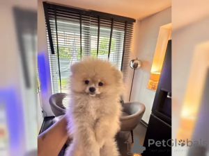 Zdjęcie №2 do zapowiedźy № 136844 na sprzedaż  szpic miniaturowy - wkupić się Niemcy 