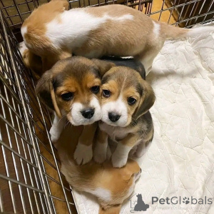Zdjęcie №3. Nasze urocze szczenięta AKC Beagle. Belgia