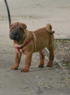 Zdjęcie №2 do zapowiedźy № 52635 na sprzedaż  shar pei - wkupić się Federacja Rosyjska prywatne ogłoszenie